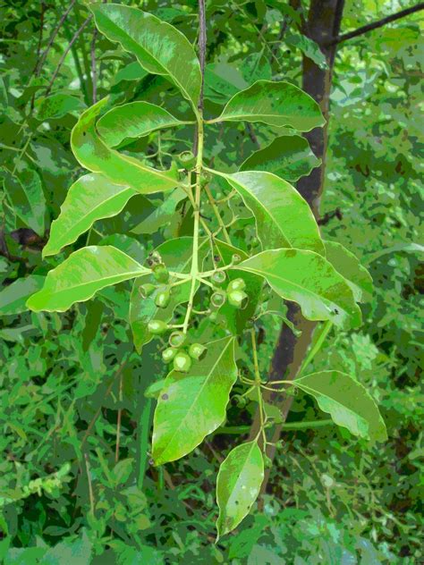 檀香木種類|檀香(檀香目檀香科植物):形態特徵,分布情況,生長習性,。